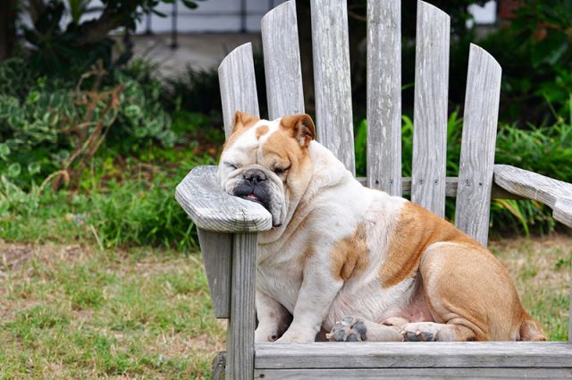 Focus on providing high-quality protein as the backbone of your dog's diet.