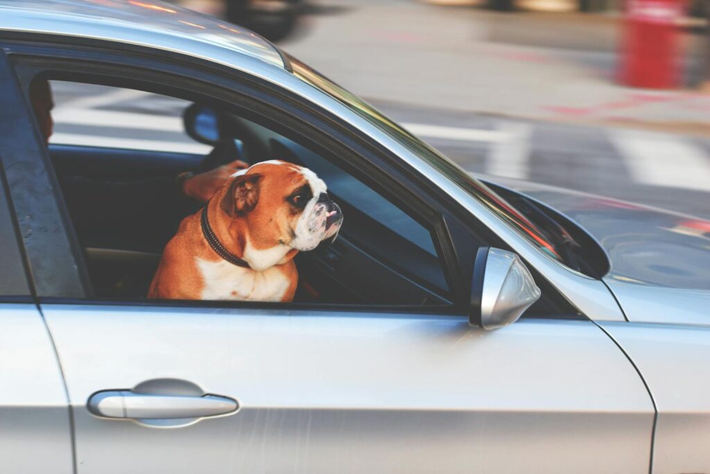 Think You're Safe? Check If Your State Bans Dogs in Hot Cars.