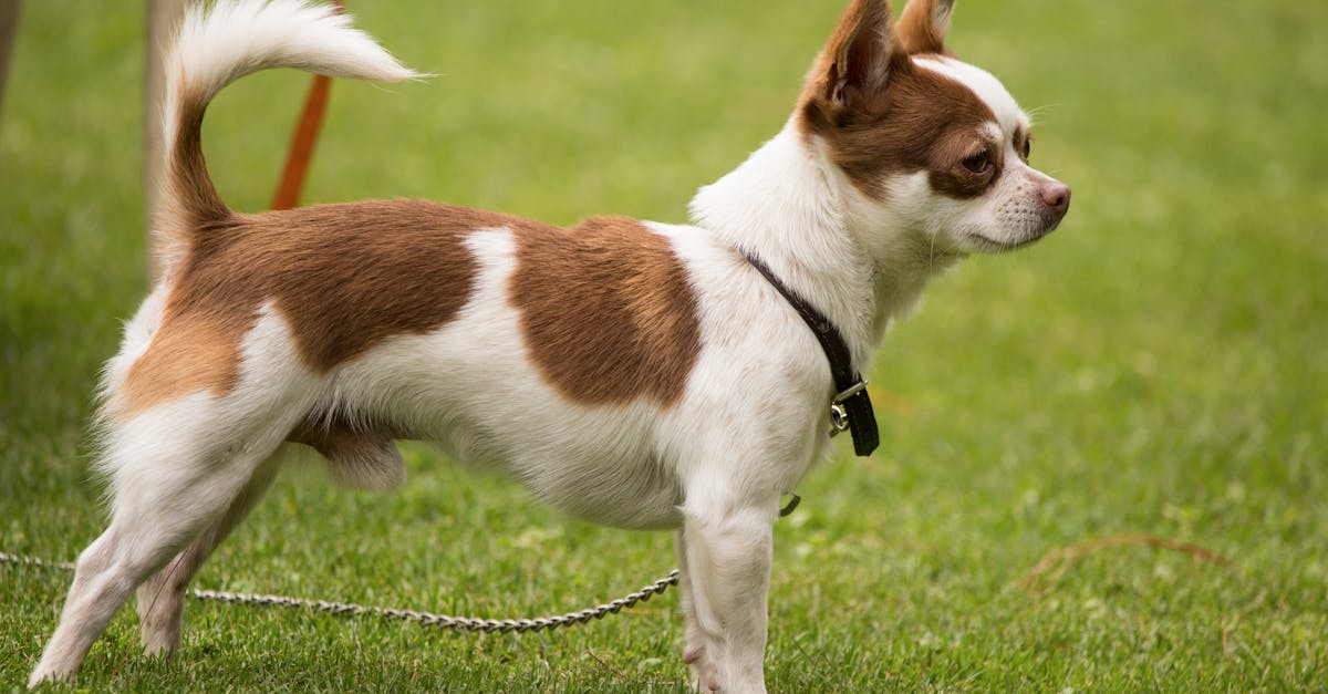 Essential Care for Dogs During Summer Heat: Keep Your Furry Friend Safe and Cool