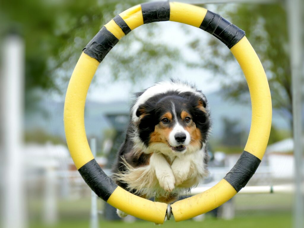 Discover the Unexpected Benefits of These Dog Games
