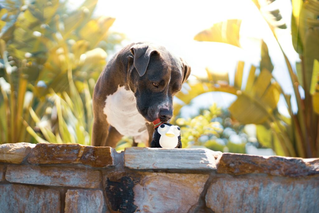 Discover These Surprising Holistic Remedies for Your Dog's Health
