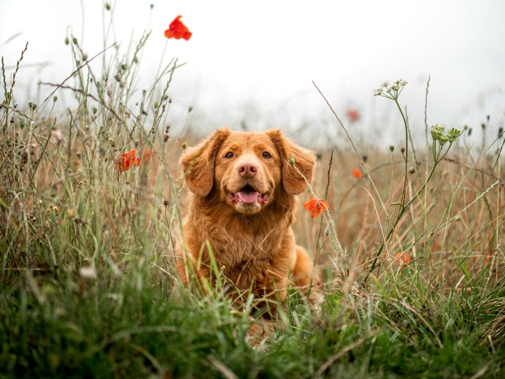 Uncover the Surprising Ways Dogs Improve Your Well-Being.