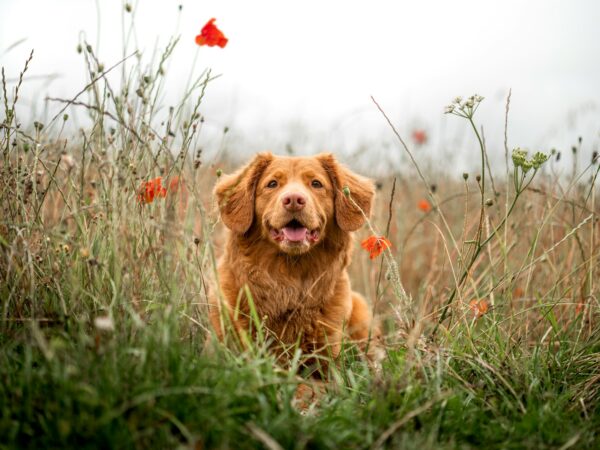 Uncover the Surprising Ways Dogs Improve Your Well-Being.