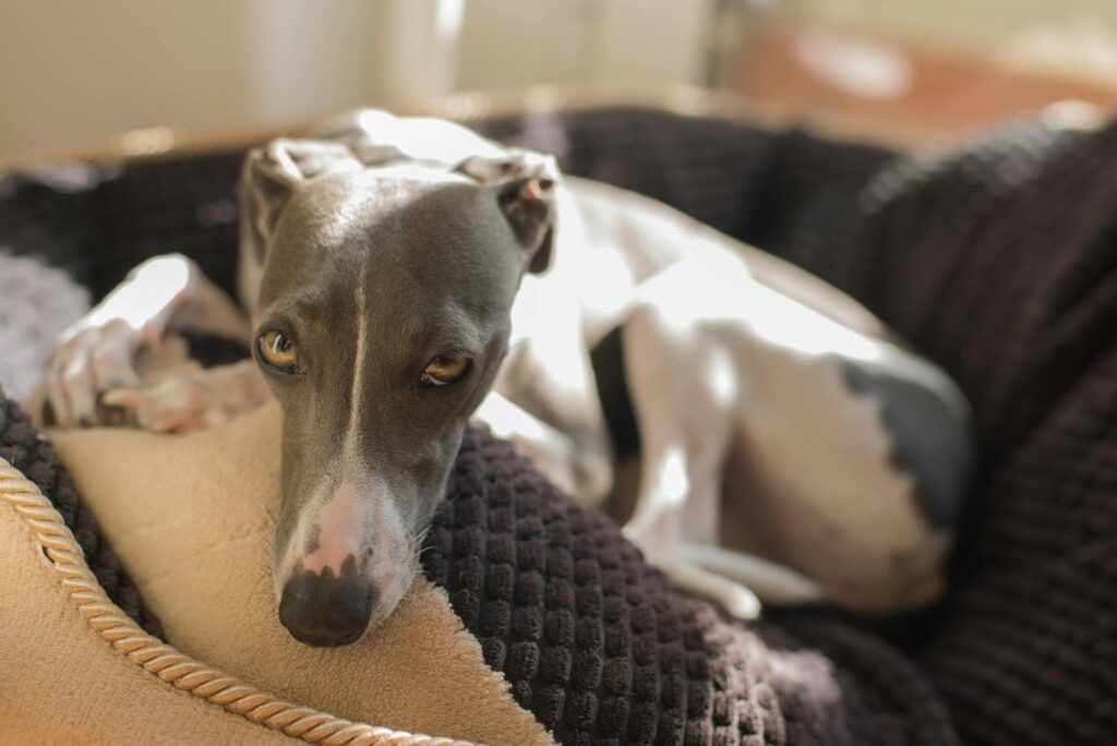 A playful Italian Greyhound, known for being a hypoallergenic breed.