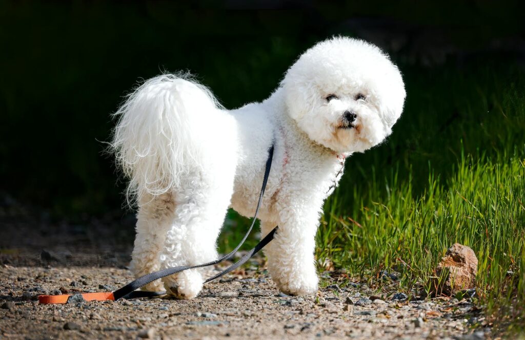 A cute Bichon Frise standing, ideal for allergy sufferers looking for a hypoallergenic dog.