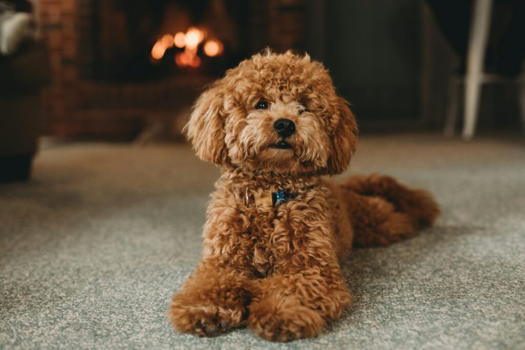 Are Hypoallergenic Dogs the Solution to Your Family's Allergy Woes?
