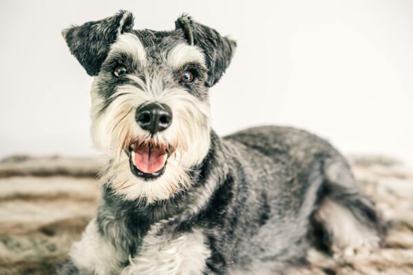 The Surprising Traits That Make Schnauzers a Tough Choice.