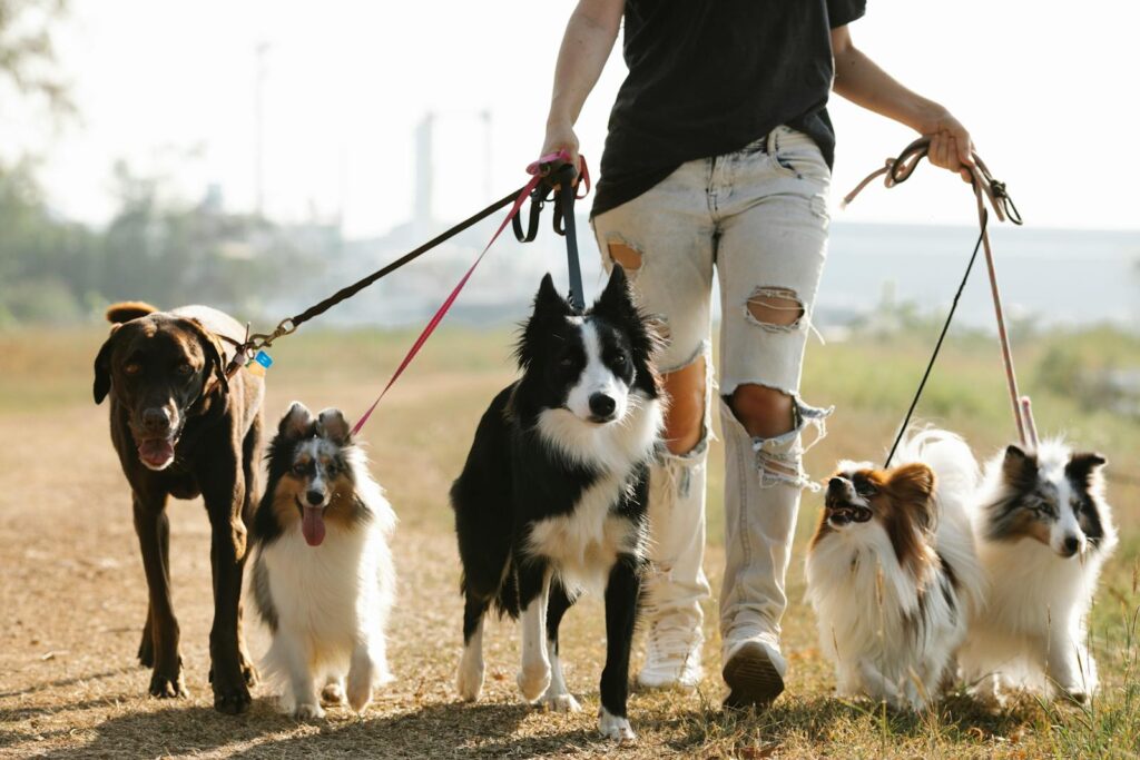 These Dog Breeds Are Perfect for Hectic Lives—Learn Why!