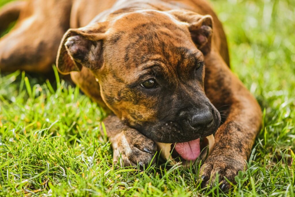 Is Your Dog Obsessed with Grass? Discover the Hidden Cause Now!