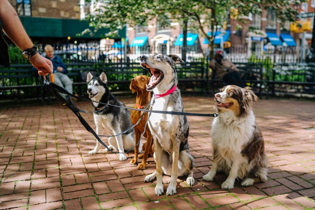 Could These Dog Parks Be the Answer to Your Pooch's Playtime?