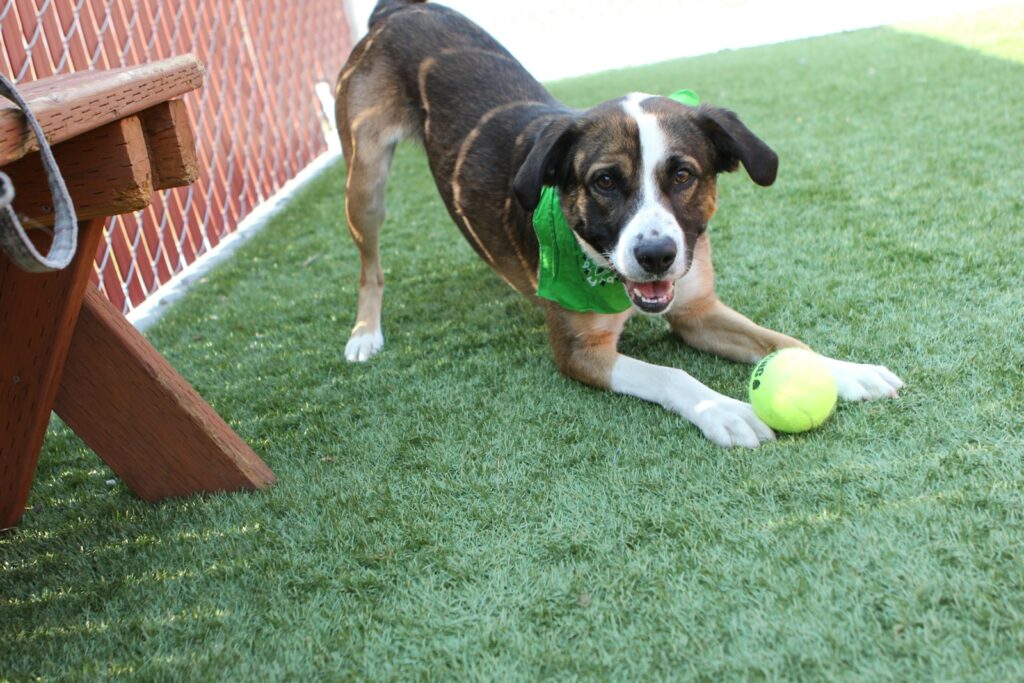 Is It Boredom or Something More? Why Your Dog Barks Nonstop.