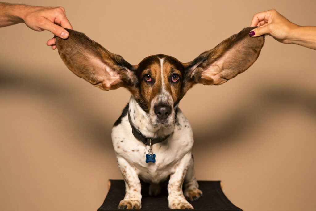 The Silent Culprits - How Ear Mites and Wax Affect Your Dog.