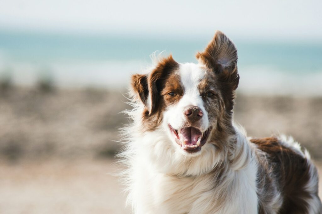 Constant Barking? Uncover the Hidden Triggers Behind Your Dog's Behavior!