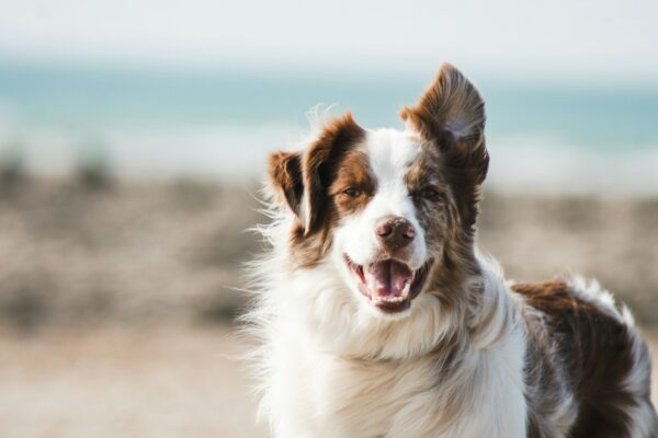 Constant Barking? Uncover the Hidden Triggers Behind Your Dog's Behavior!