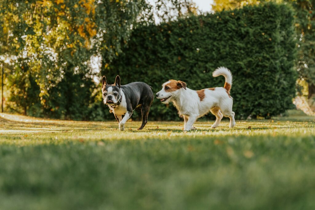 The One Thing You're Missing About Your Dog's Park Playtime.