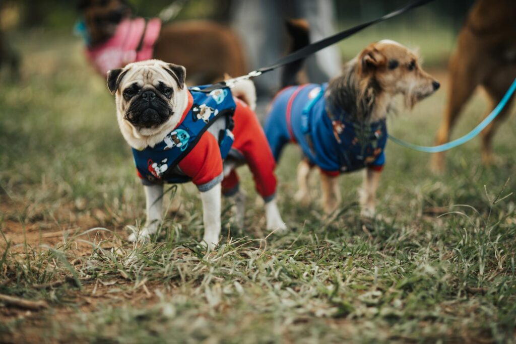 Could These Stylish Leashes Make Walks More Enjoyable for Your Dog?