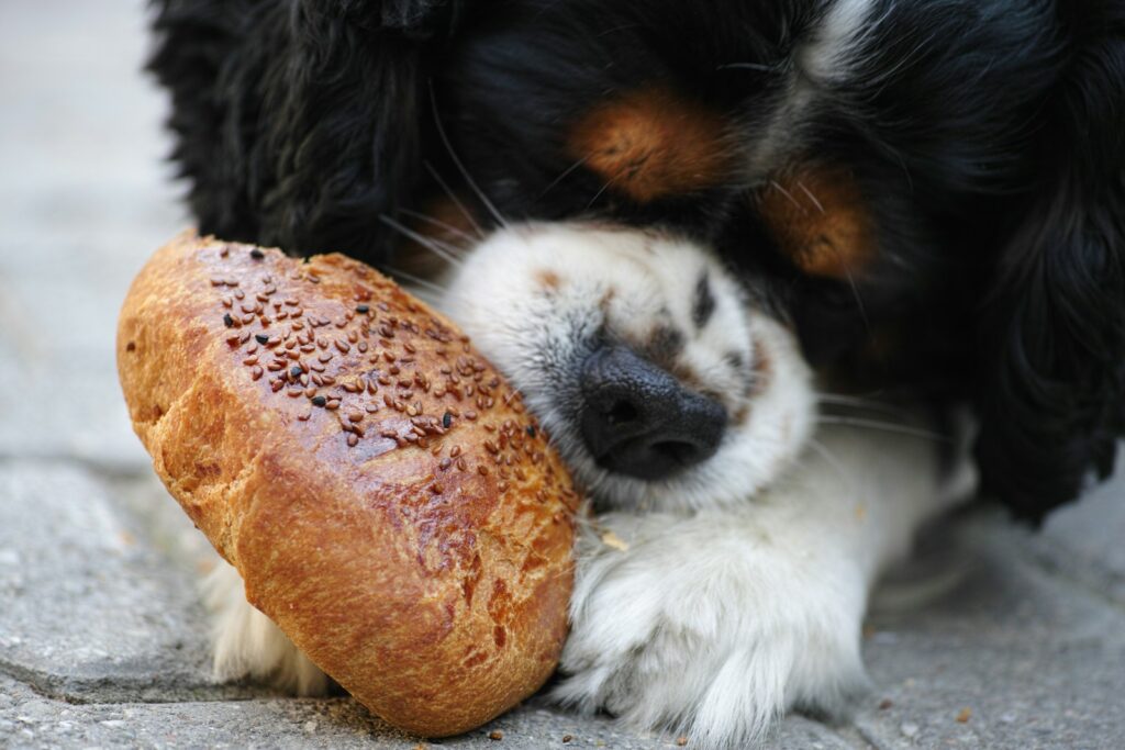 Could These Homemade Dog Recipes Be Better Than Store-Bought Food?