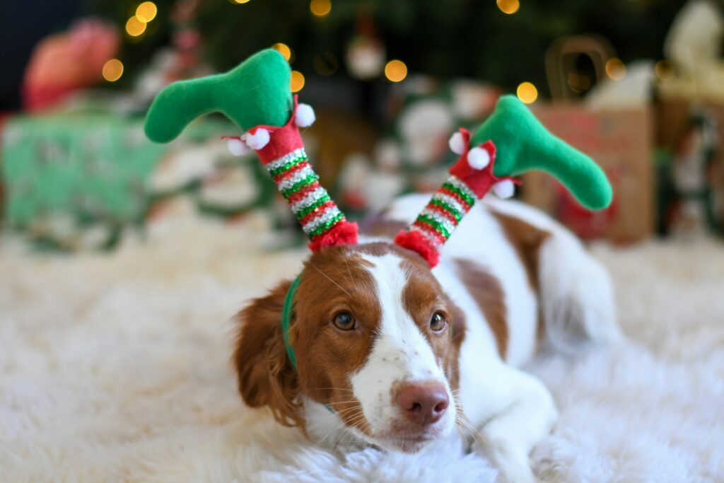 How to Make This Year Extra Special for Your Dog!