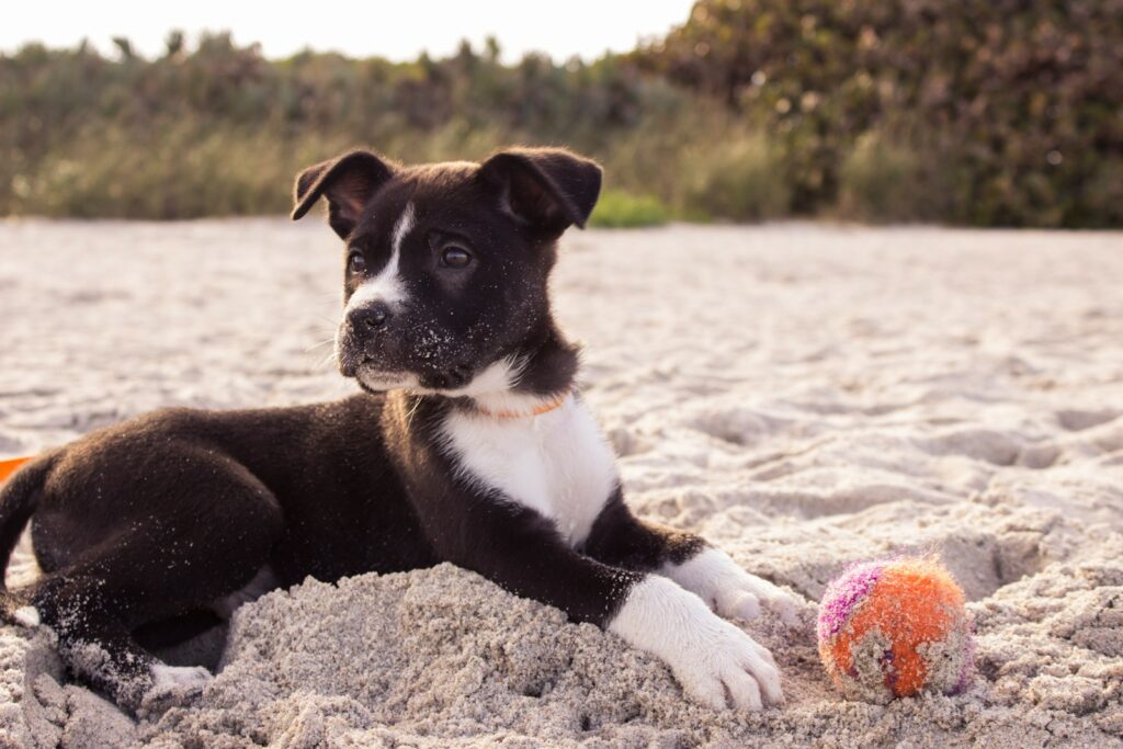 Unveiling 2024's Most Viral Puppy Love Trends—Are You Ready?
